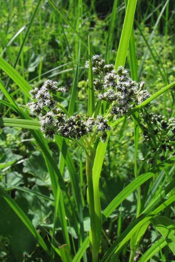 Image of Scirpus sylvaticus specimen.