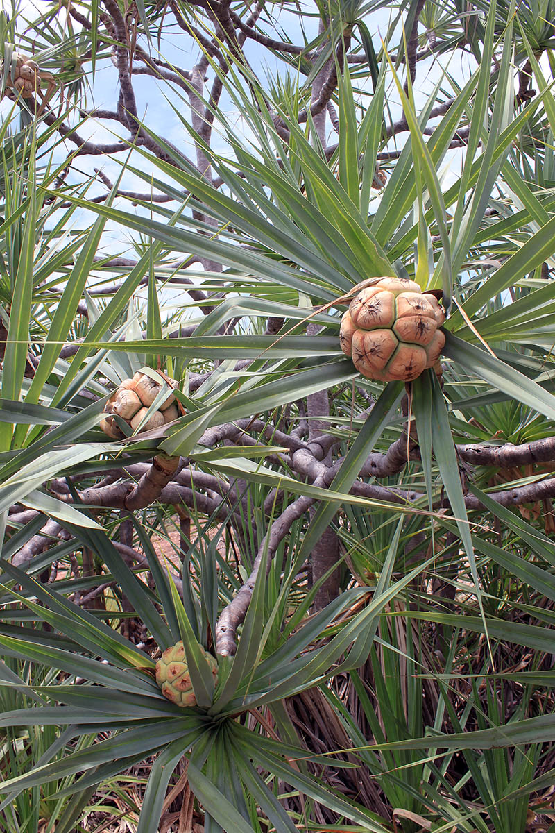 Изображение особи род Pandanus.