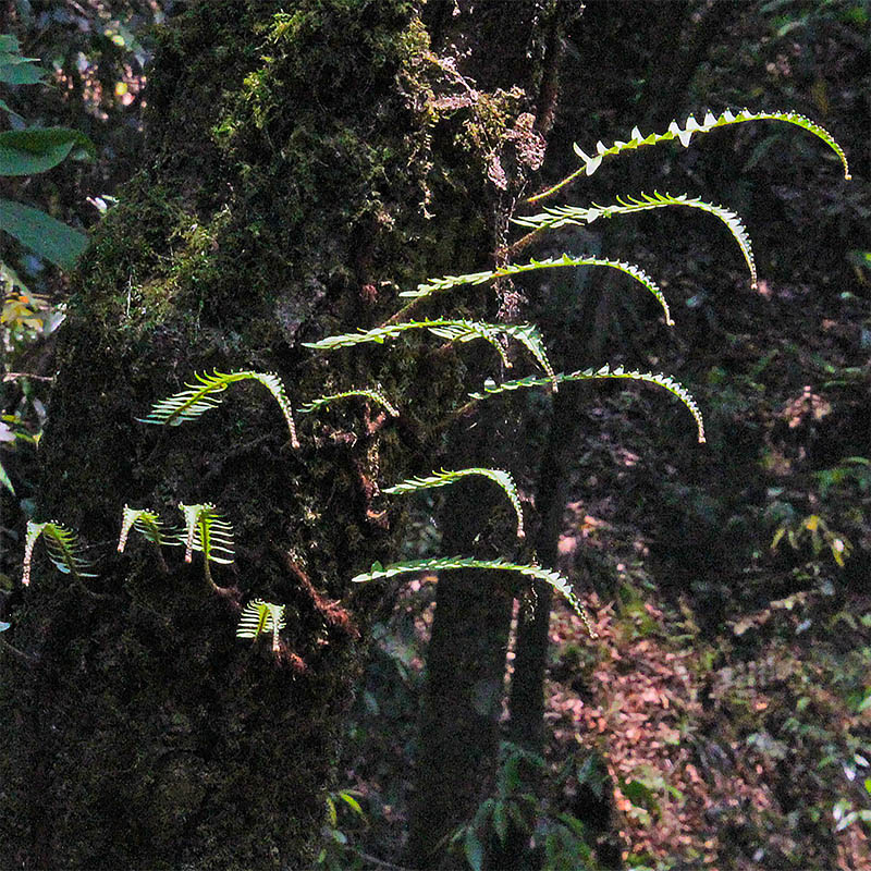 Изображение особи семейство Polypodiaceae.