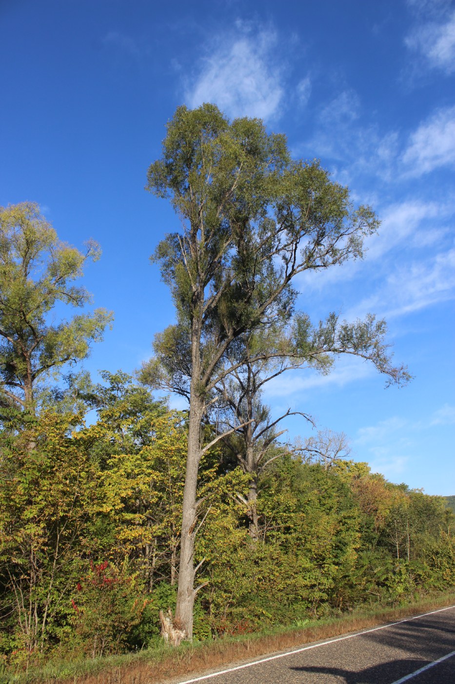 Image of Chosenia arbutifolia specimen.