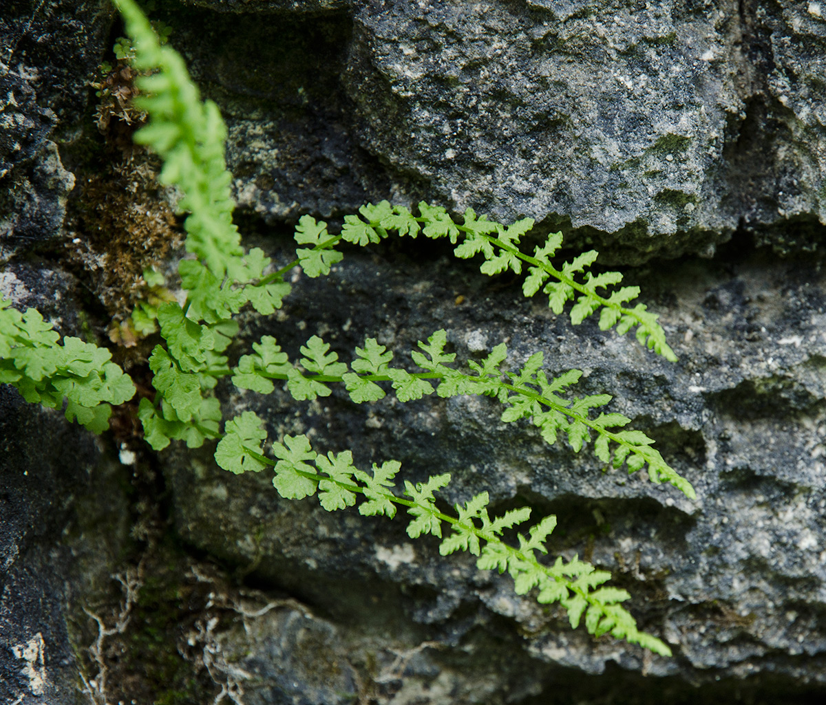 Image of Woodsia heterophylla specimen.