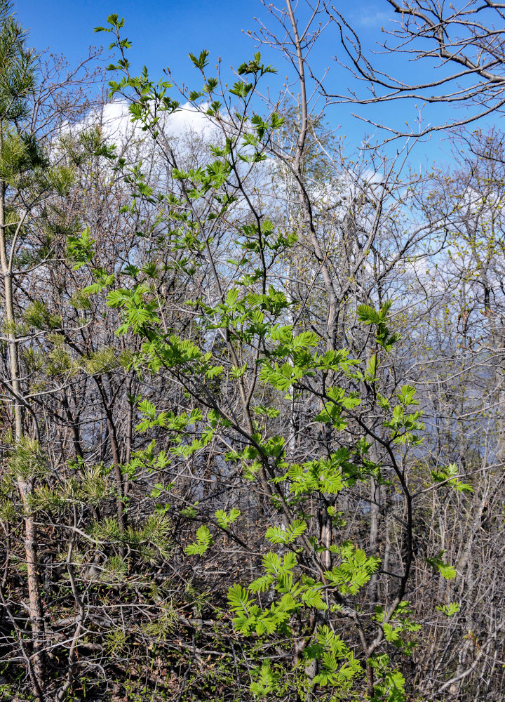 Изображение особи Sorbus aucuparia.