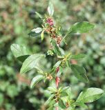 genus Amaranthus