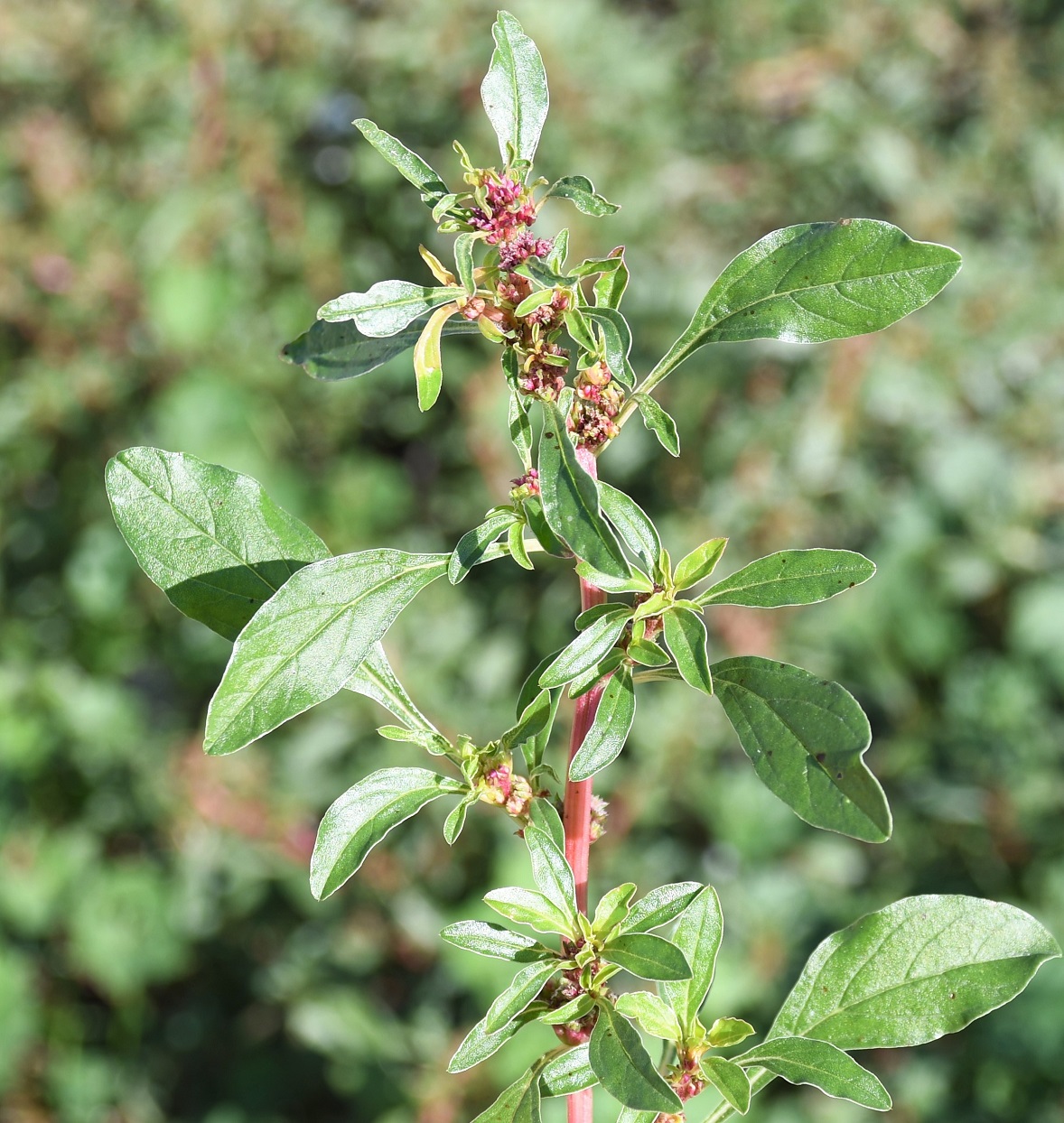 Image of genus Amaranthus specimen.