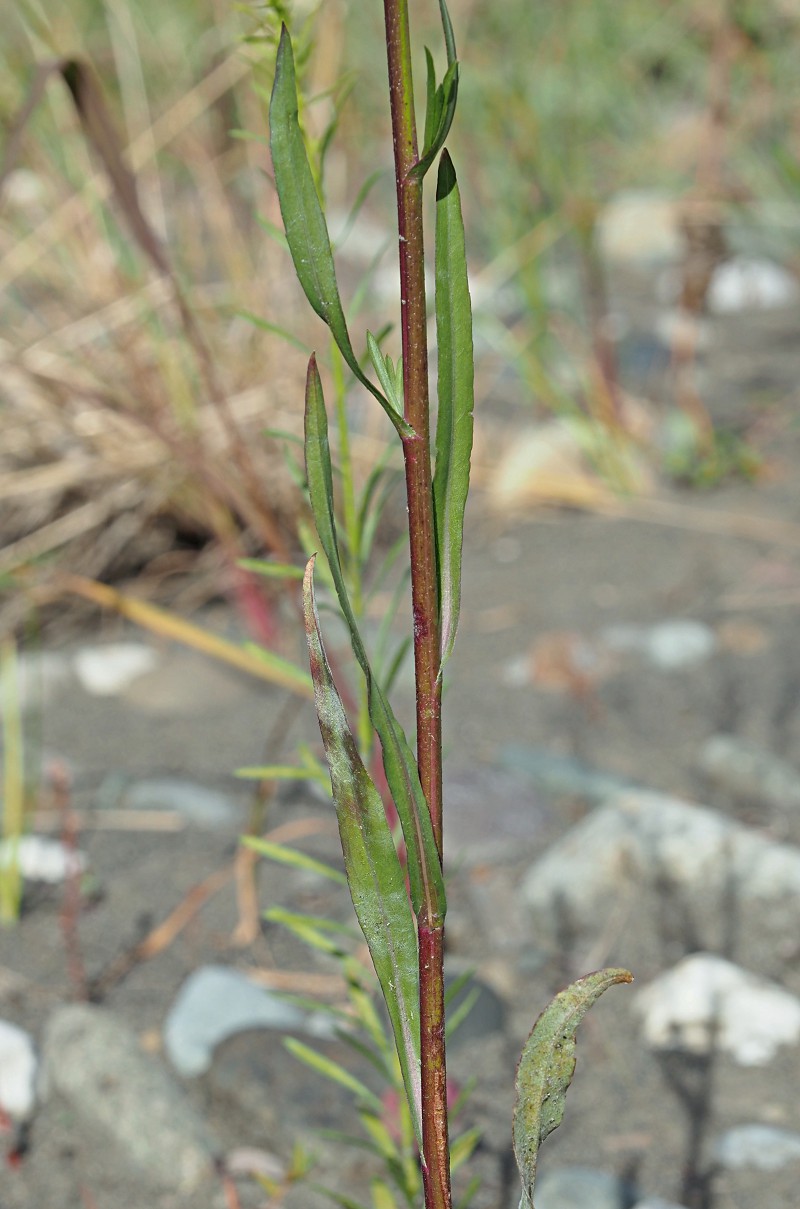 Image of genus Symphyotrichum specimen.