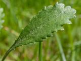 Leucanthemum ircutianum. Лист в нижней части побега. Тверская обл., Кимрский р-н, окр. дер. Устиново, зарастающая молодыми соснами опушка смешанного леса. 06.06.2022.