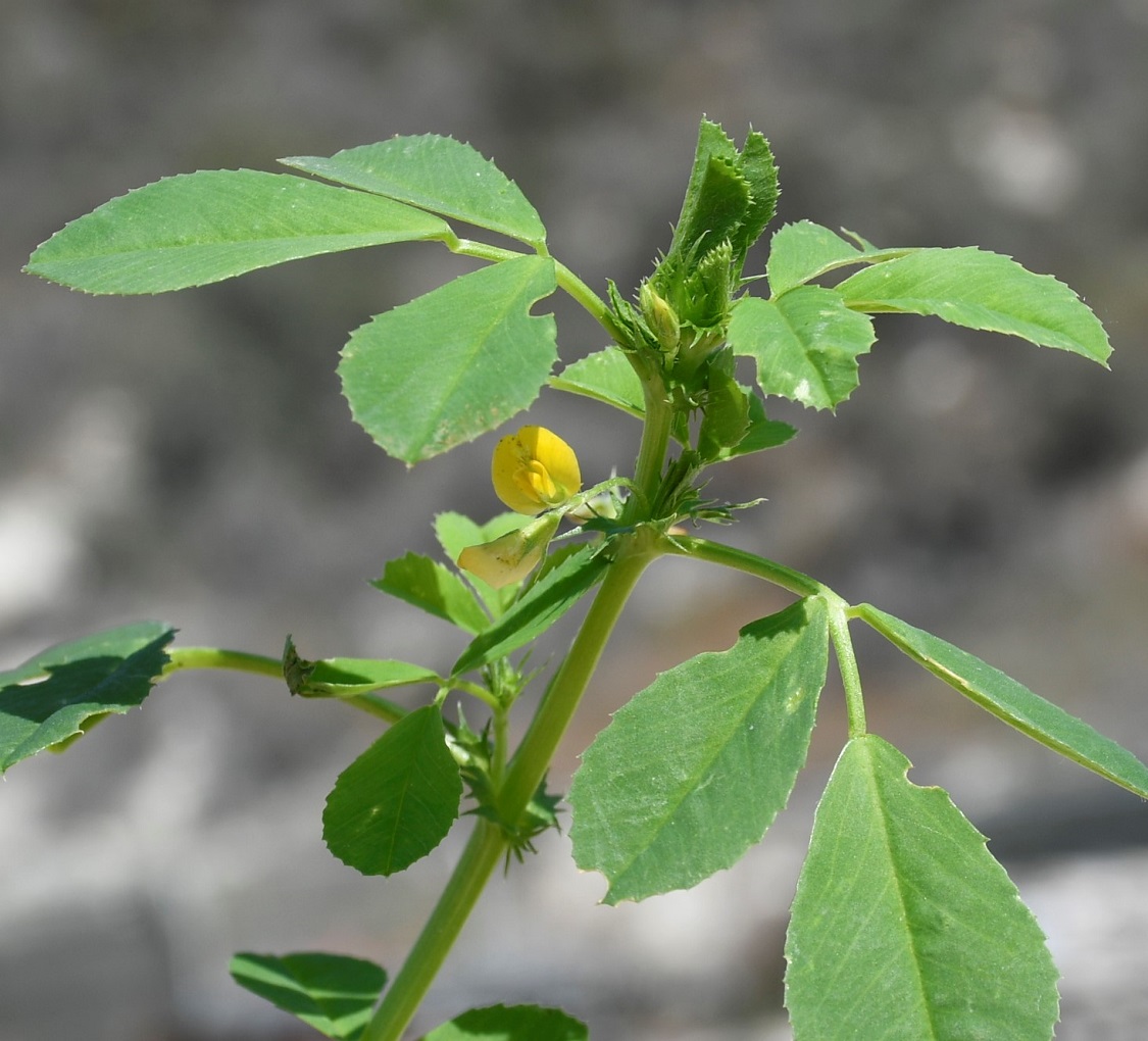 Изображение особи Medicago intertexta ssp. ciliaris.