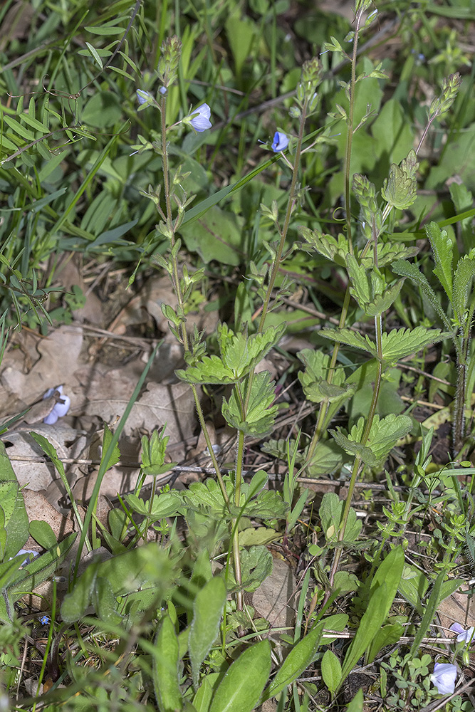 Image of Veronica vindobonensis specimen.