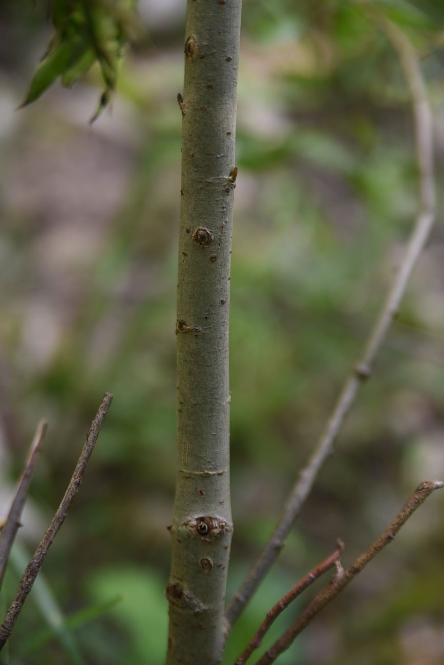 Image of genus Salix specimen.