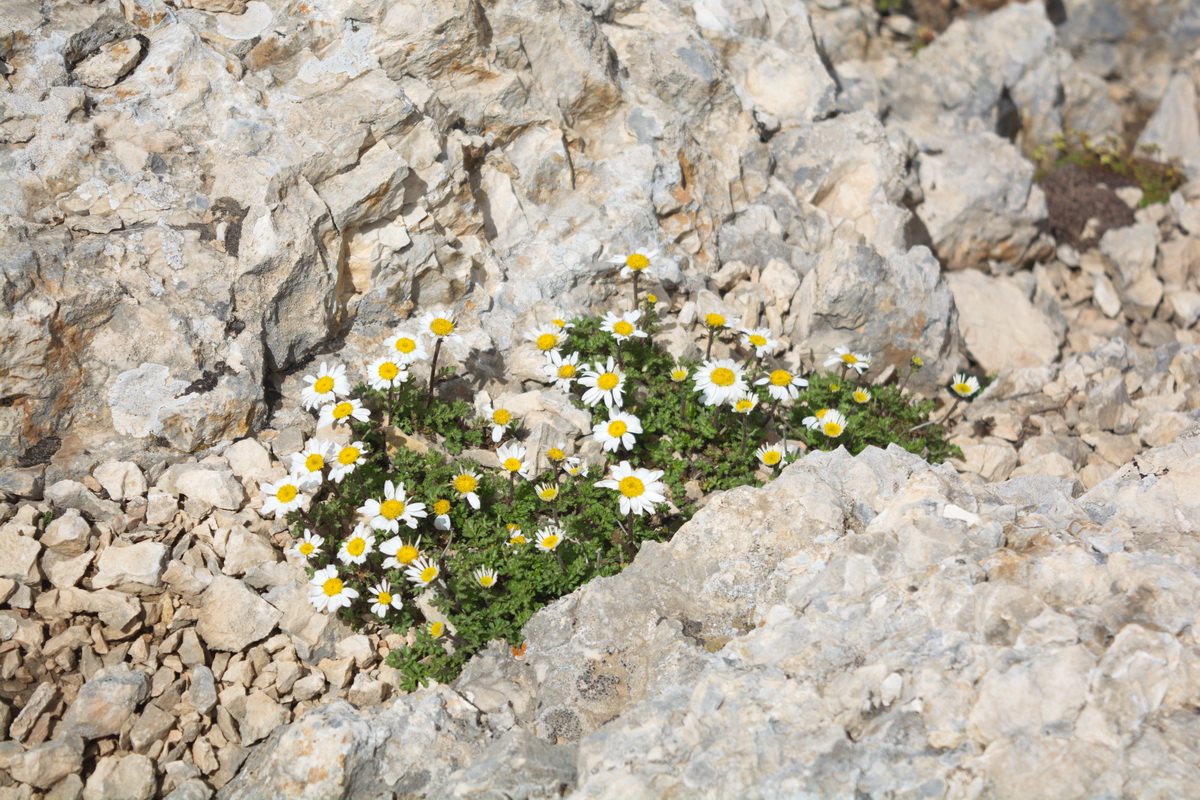 Изображение особи семейство Asteraceae.