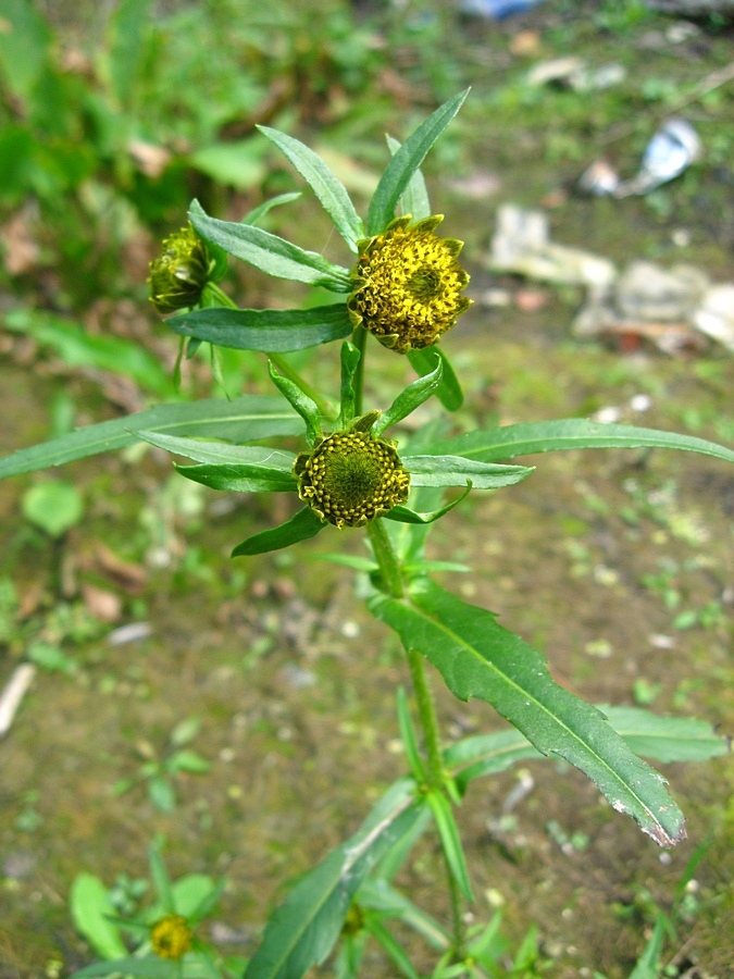 Image of Bidens cernua specimen.