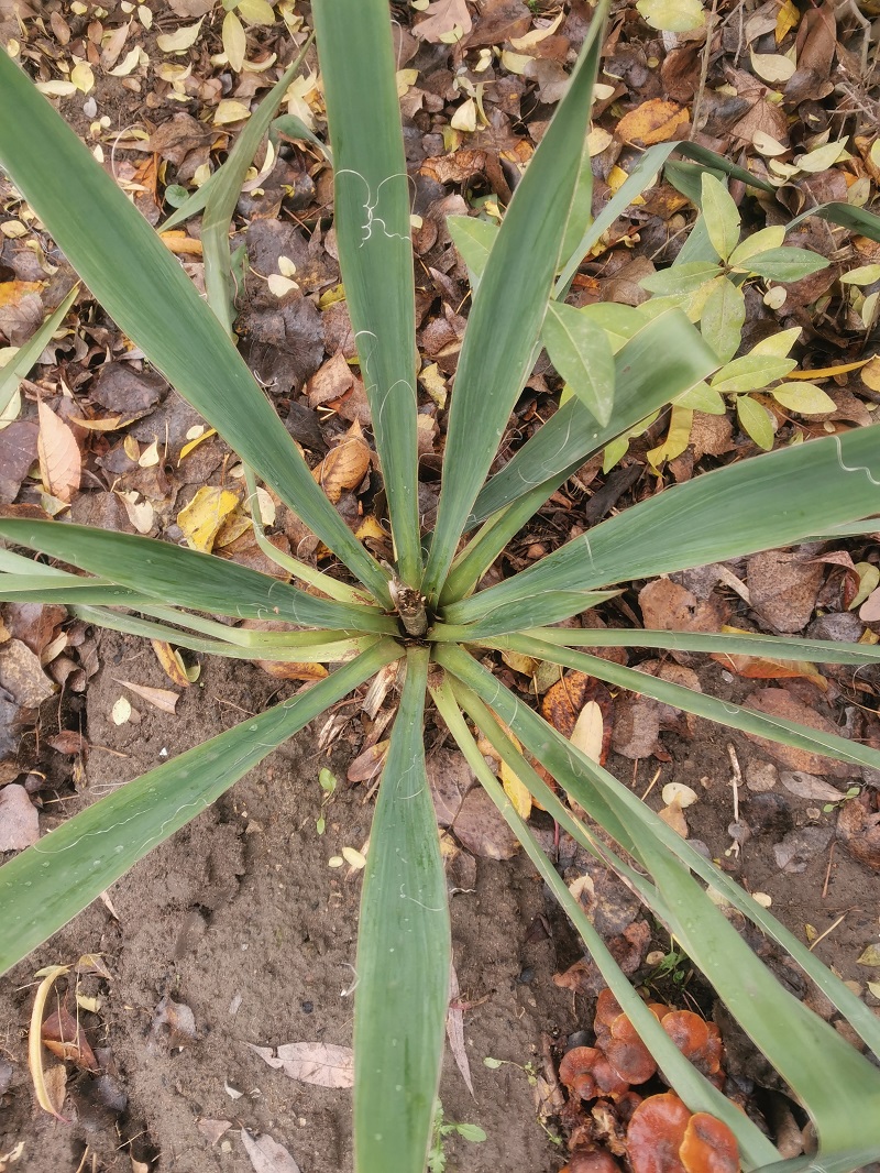 Image of Yucca filamentosa specimen.