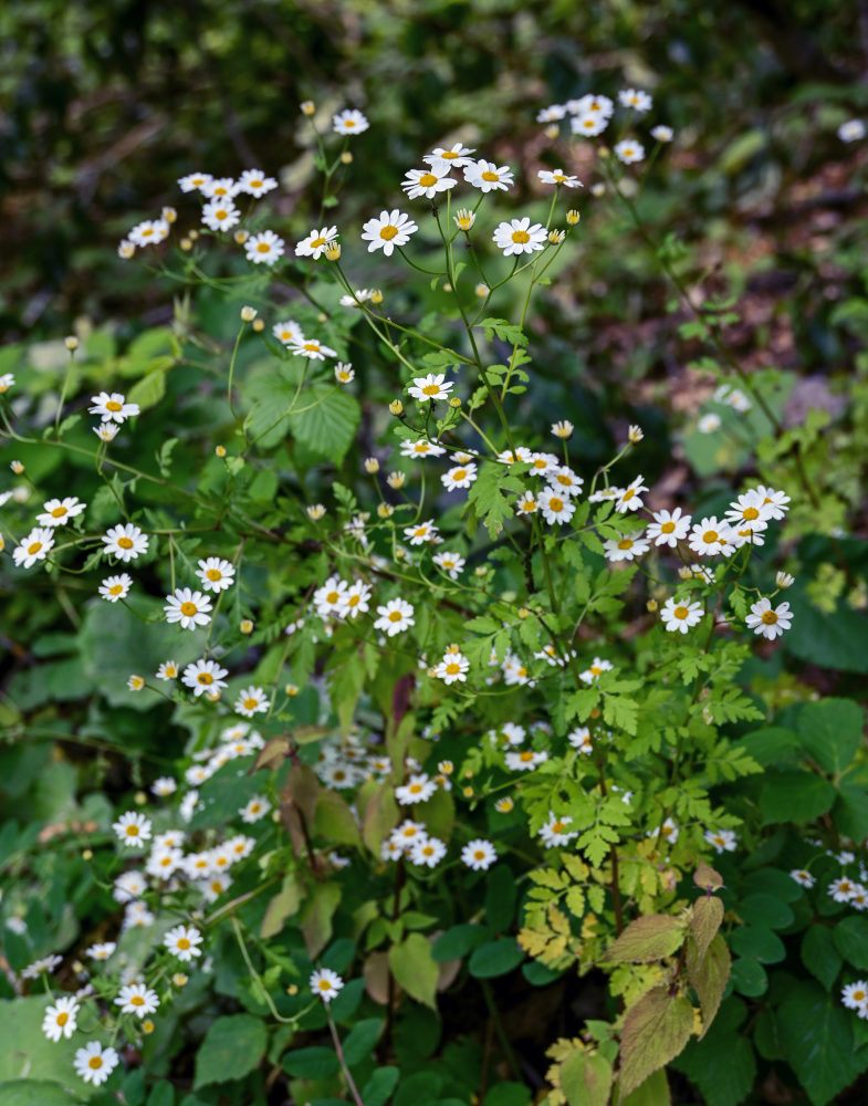 Изображение особи Pyrethrum parthenifolium.