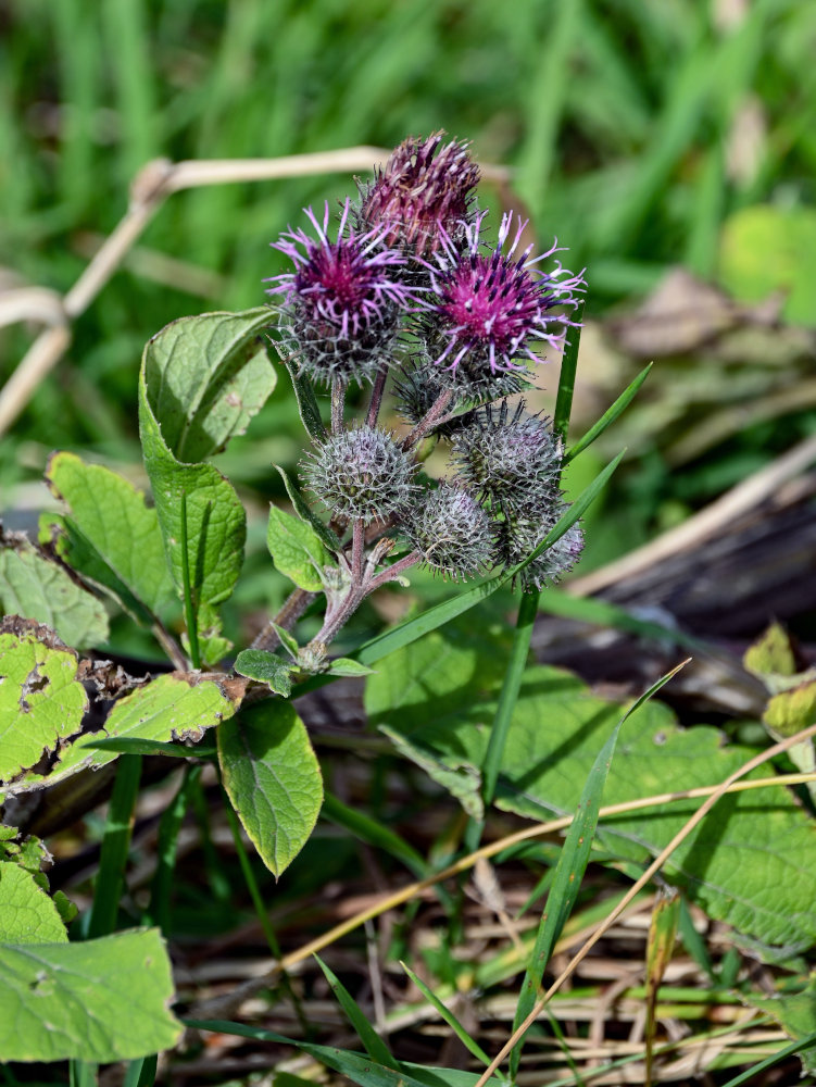 Image of Arctium tomentosum specimen.