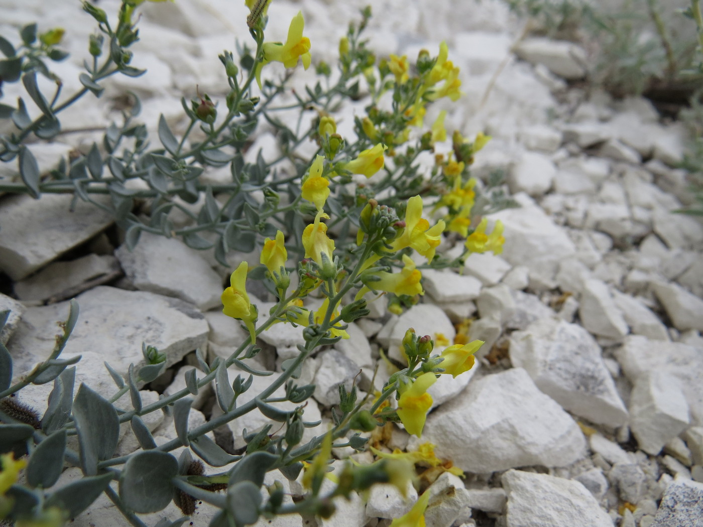 Изображение особи Linaria cretacea.