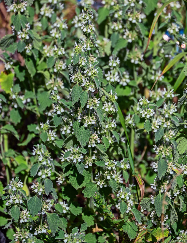 Image of Marrubium catariifolium specimen.