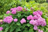 Hydrangea macrophylla. Верхушки веточек цветущего растения. Смоленск, в культуре. Август.