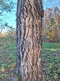 Juglans ailanthifolia variety cordiformis