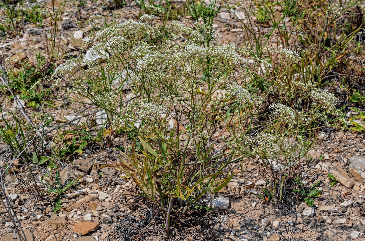 Image of Falcaria vulgaris specimen.