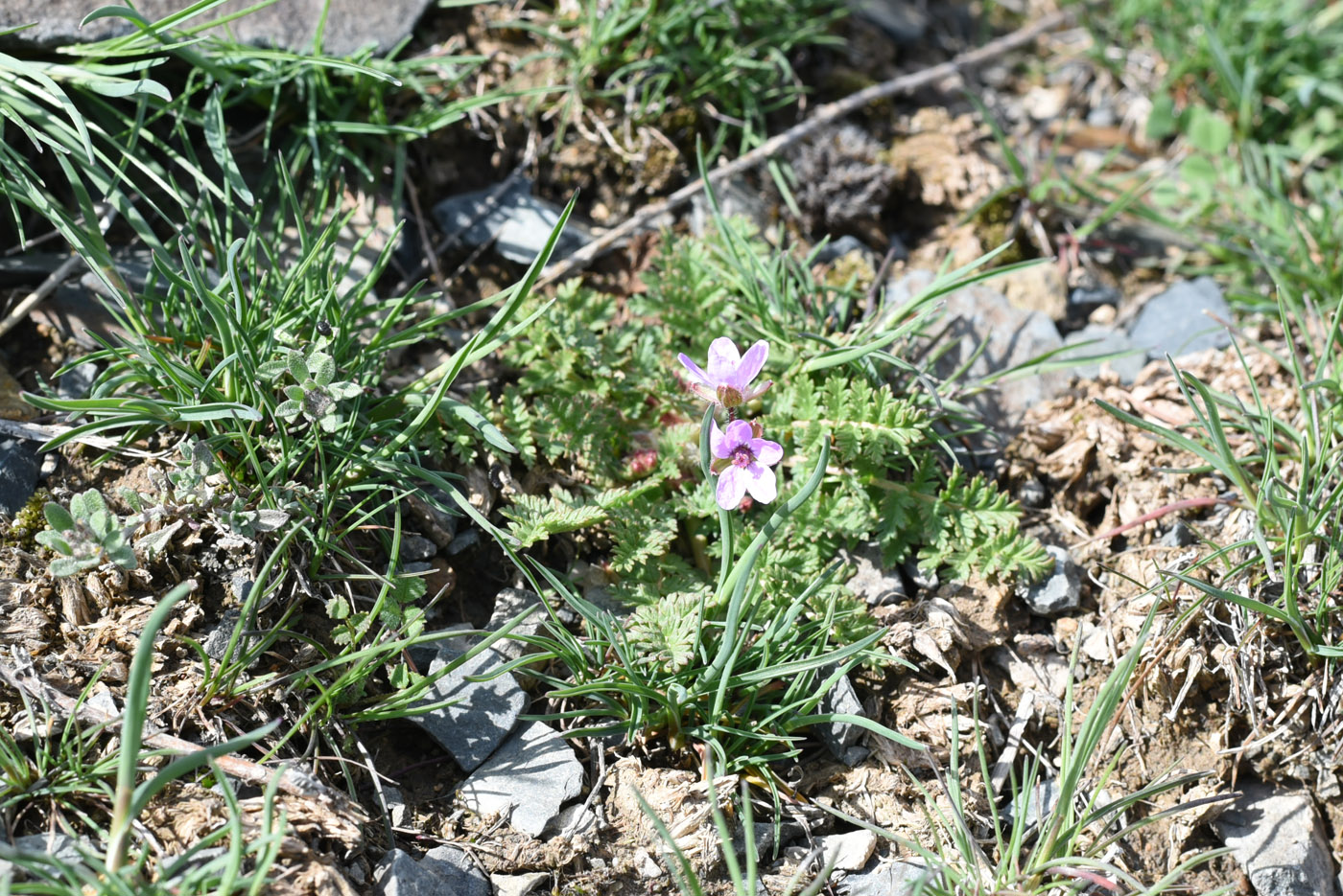 Изображение особи Erodium cicutarium.