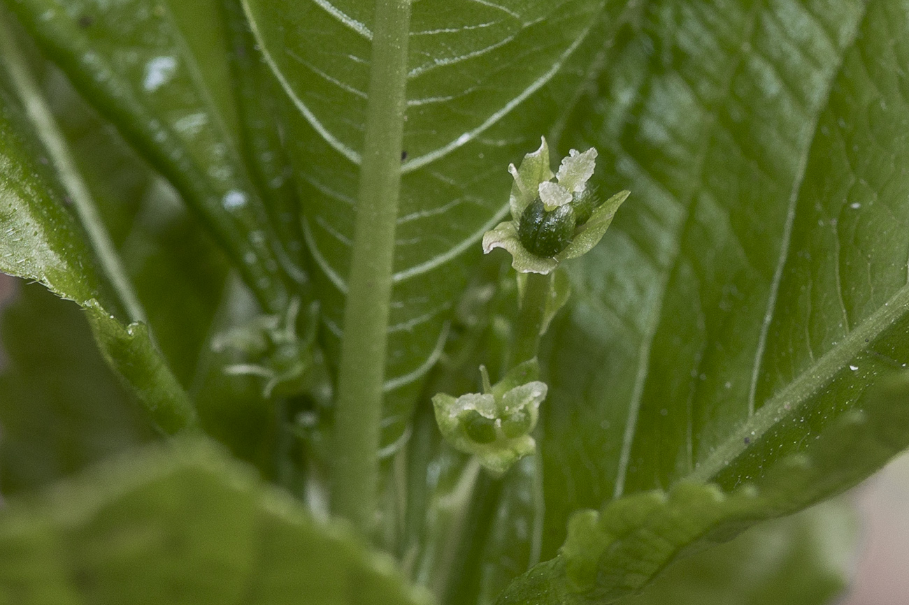 Image of Mercurialis perennis specimen.