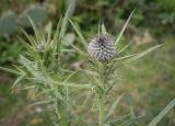 Cirsium vulgare. Верхушка растение с нераскрывшимся соцветием. Абхазия, Гагрский р-н, с. Лдзаа, разнотравный луг. 13.04.2024.