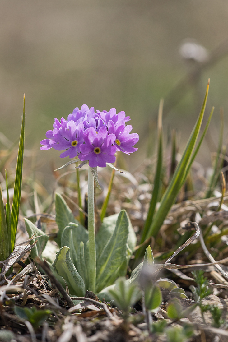 Image of Primula algida specimen.