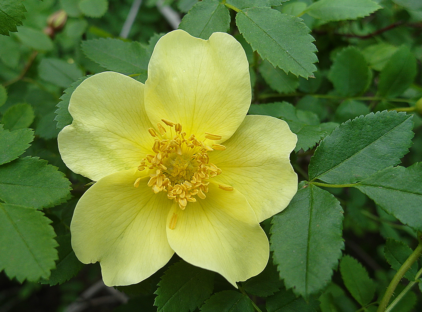 Image of genus Rosa specimen.