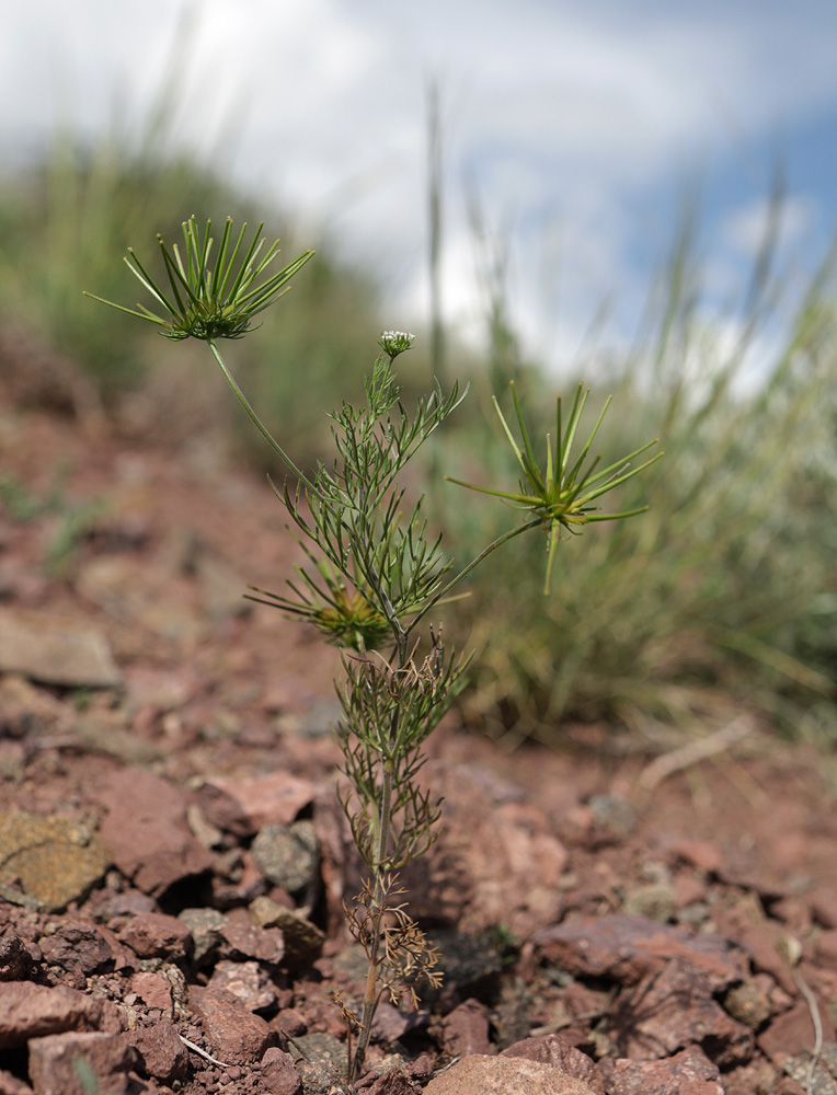 Изображение особи Scandix stellata.