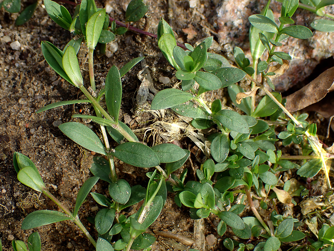 Изображение особи семейство Caryophyllaceae.