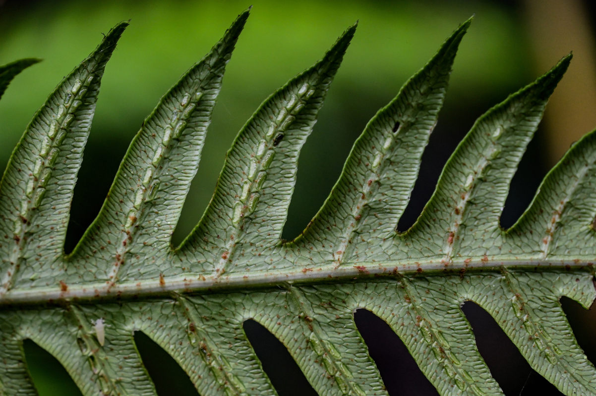 Image of Woodwardia unigemmata specimen.