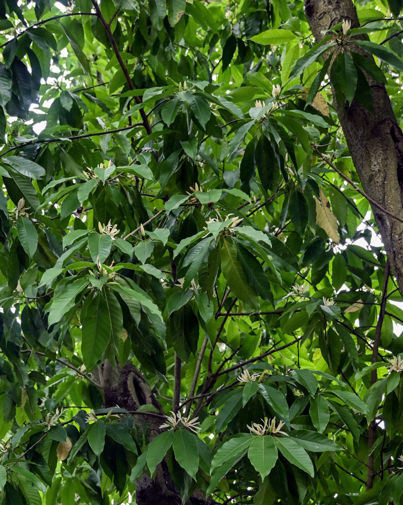 Image of Magnolia &times; alba specimen.