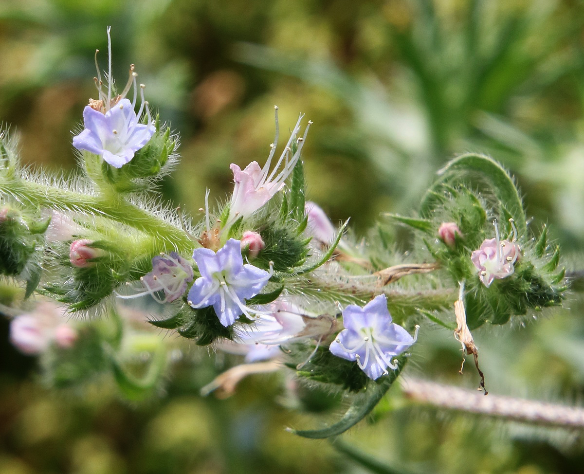 Image of Echium biebersteinii specimen.