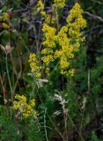 Galium verum. Верхушка побега с соцветием. Грузия, Мцхета-Мтианети, окр. монастыря Джвари, луговой склон. 10.06.2023.