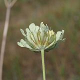 Scabiosa ochroleuca. Верхушка побега с соцветием. Ульяновская обл., Мелекесский р-н, окр. с. Куликовка, остепнённый луг с участками засоления. 08.07.2023.