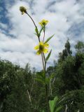 Geum aleppicum