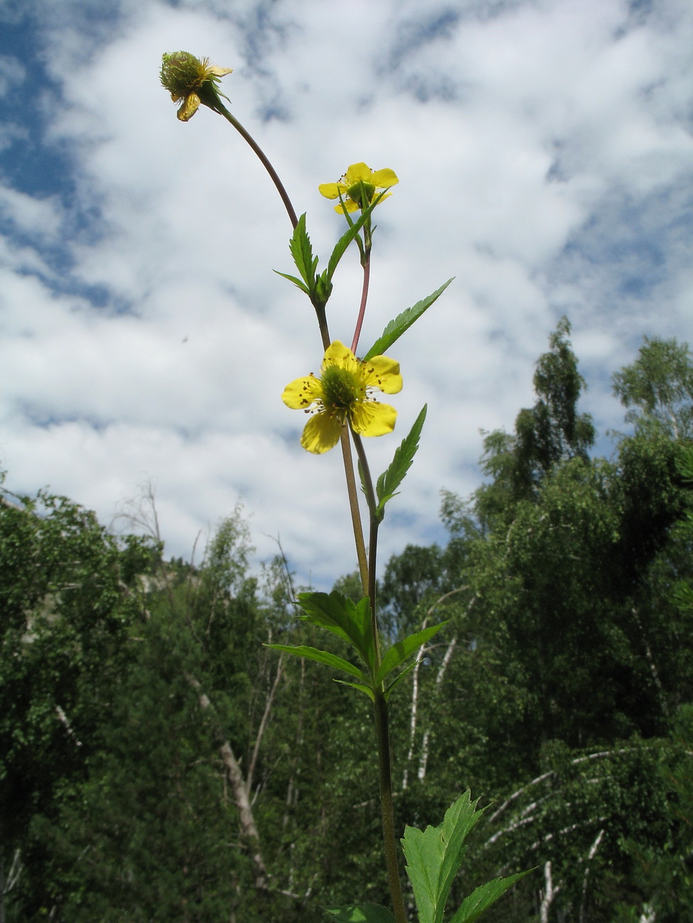 Изображение особи Geum aleppicum.