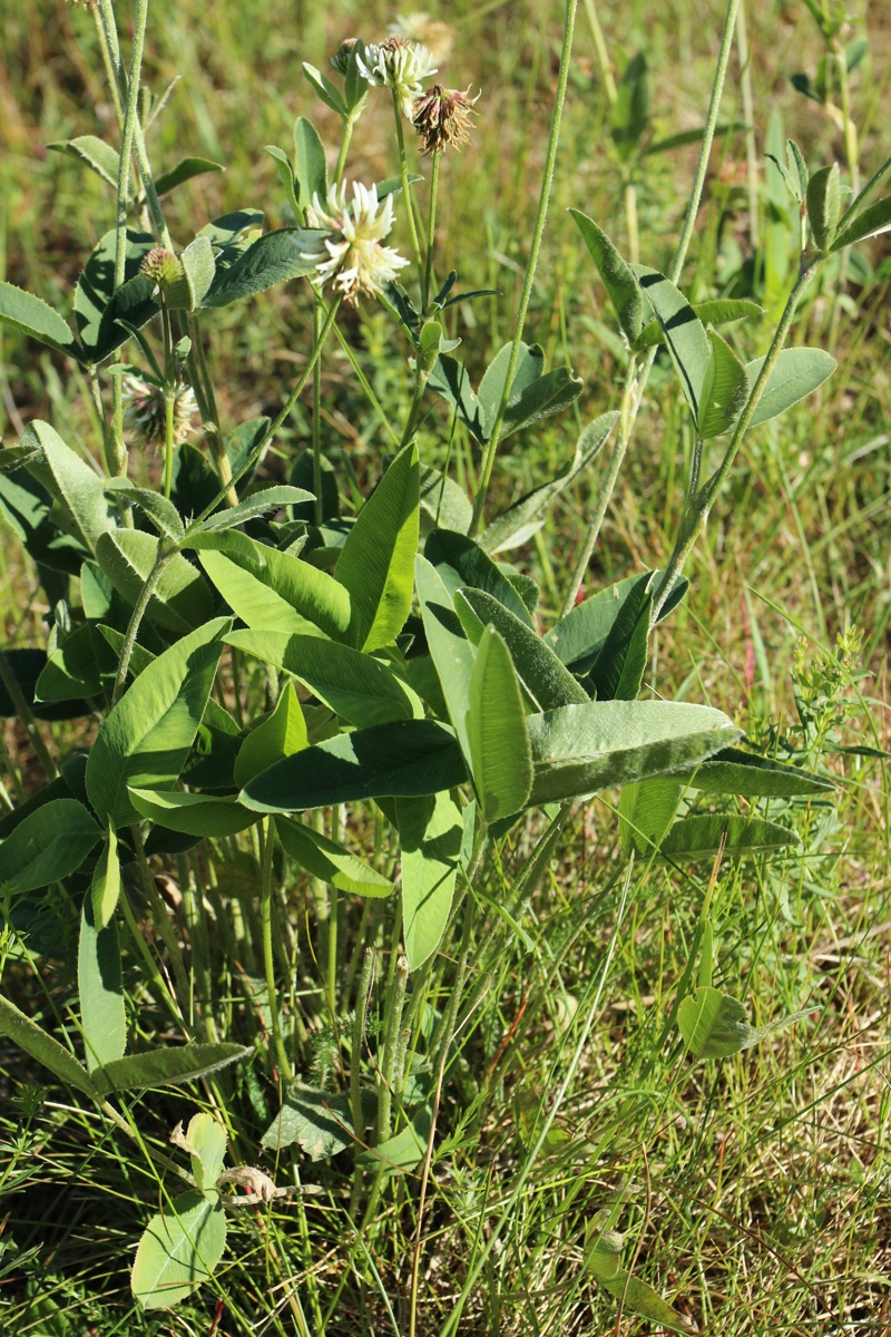 Изображение особи Trifolium montanum.