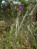 Carduus acicularis. Верхняя часть цветущего растения. Крым, Южный Берег, гора Аю-Даг, поляна в дубово-грабовом лесу. 25.05.2024.