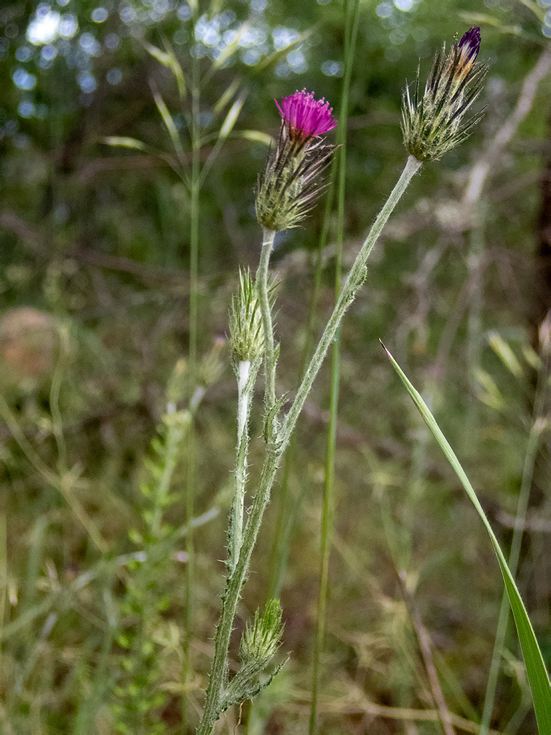 Изображение особи Carduus acicularis.