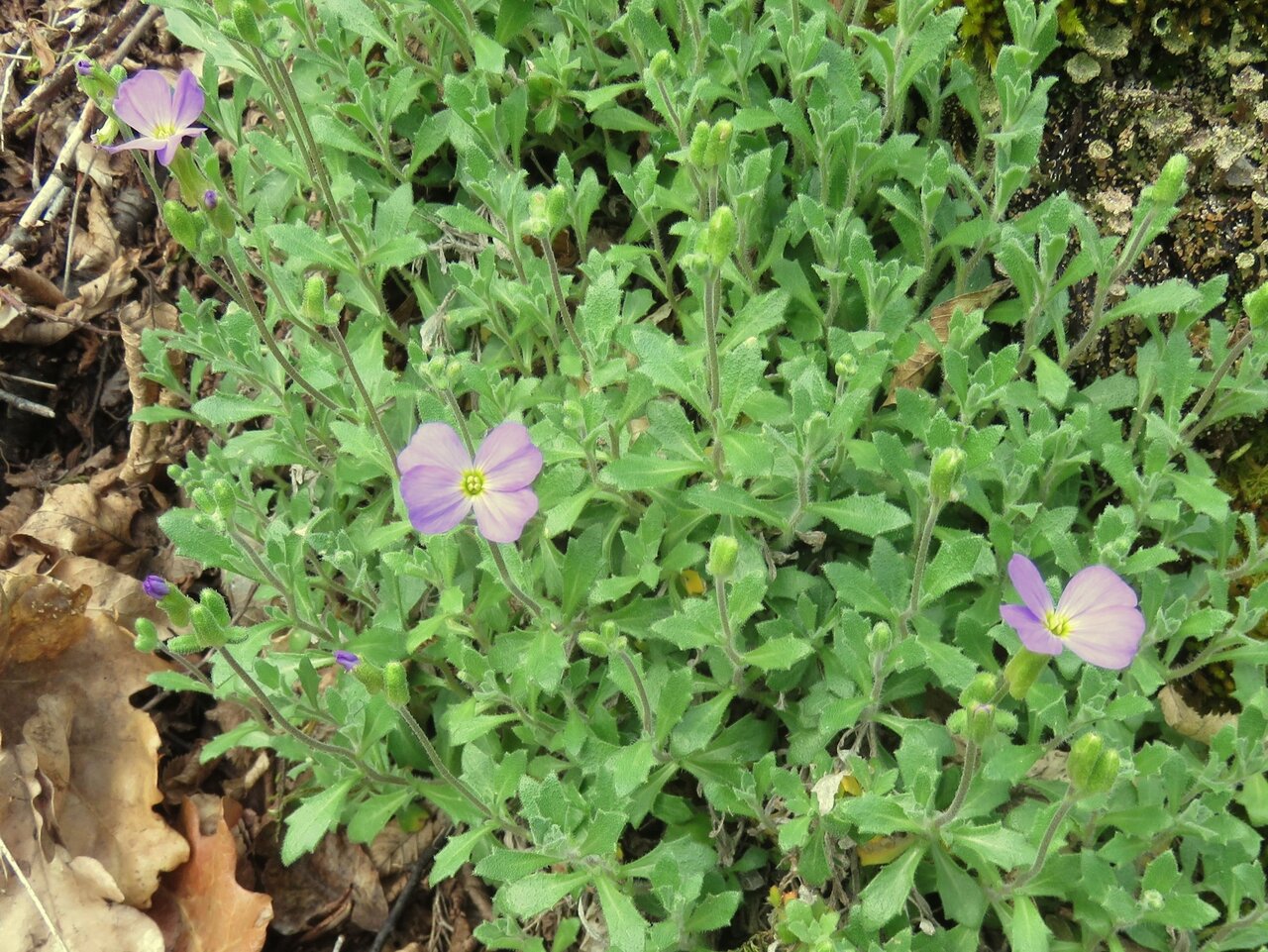 Изображение особи Aubrieta columnae ssp. pirinica.