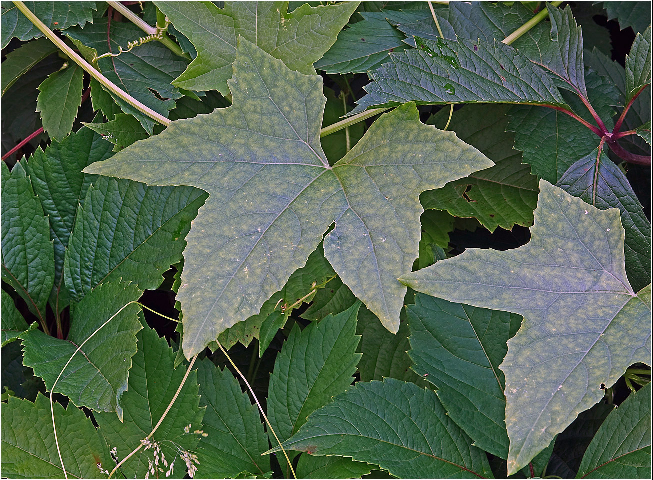 Изображение особи Echinocystis lobata.