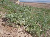 Echinops biebersteinii. Розетка прикорневых листьев. Краснодарский край, м/о Анапа, окр. станицы Благовещенская, Витязевский лиман, песчано-глиняный холм. 05.04.2015.