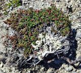 Loiseleuria procumbens. Плодоносящее растение. Белое пятно - флавоцетрария снежная (Flavocetraria nivalis). Кольский полуостров, горы Хибины, юж. склон горы Маннепахк. Начало августа.