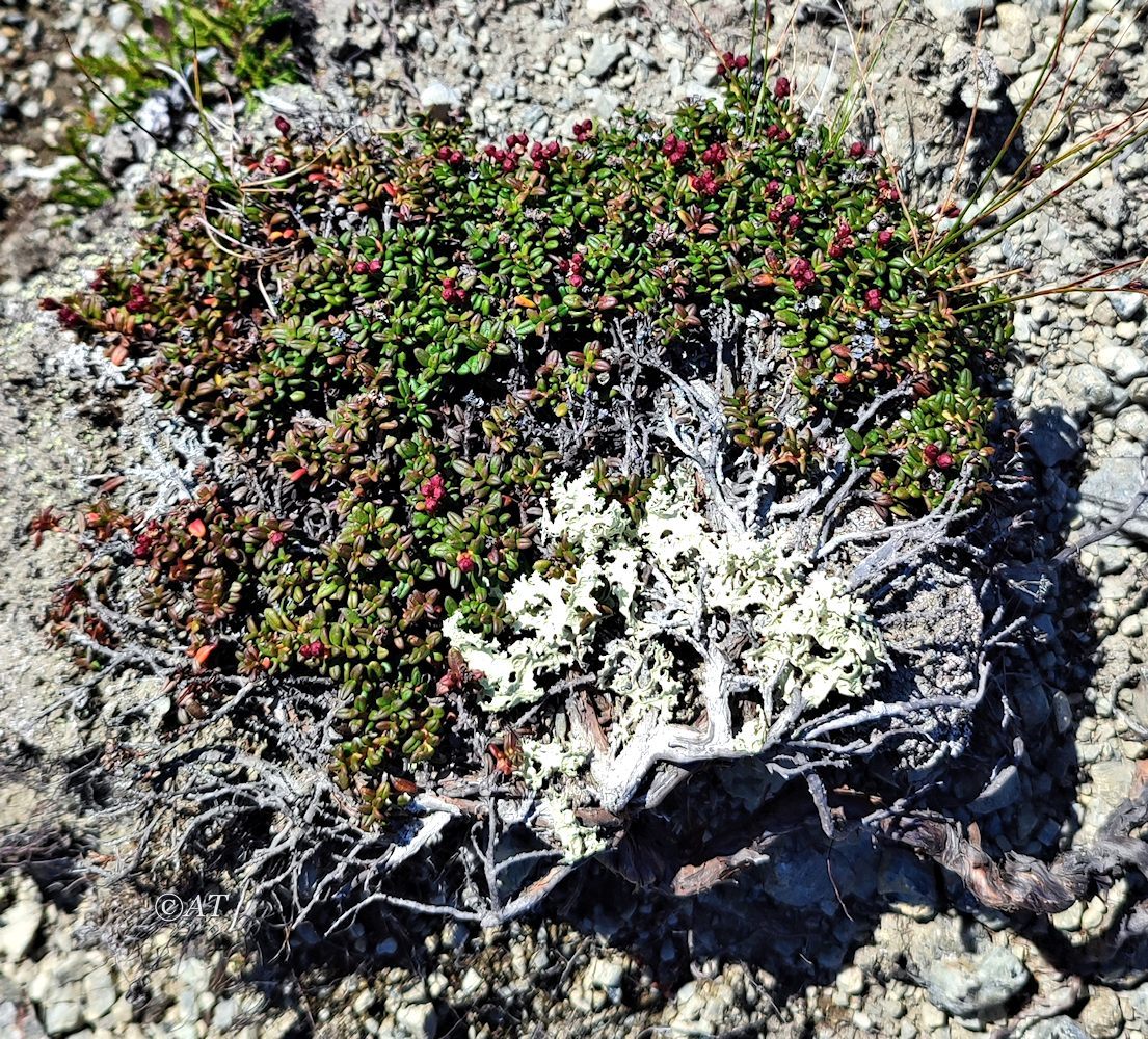 Image of Loiseleuria procumbens specimen.