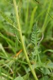 Pedicularis chroorrhyncha. Часть побега. Чечня, Шаройский р-н, с. Хакмадой, выс. 1580 м н.у.м., луг. 30 июня 2024 г.