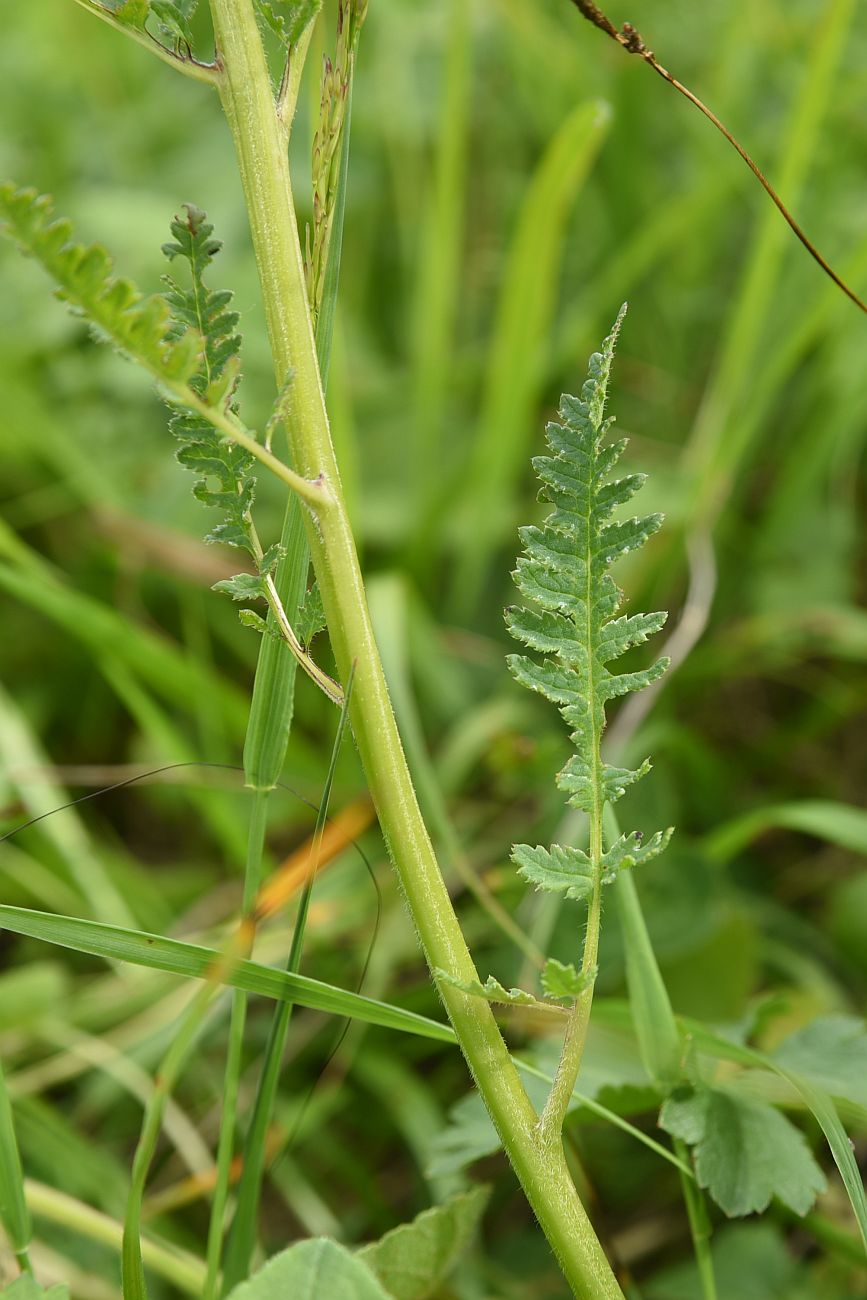 Image of Pedicularis chroorrhyncha specimen.