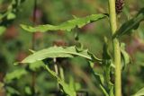 Hieracium umbellatum. Часть побега (видна абаксиальная поверхность листа). Беларусь, Витебская обл., окр. пос. Езерище, периодически выкашиваемый злаково-разнотравный суходольный луг. 14.07.2024.