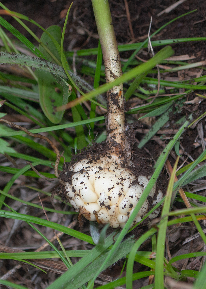 Image of Fritillaria camschatcensis specimen.