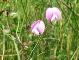 Lathyrus cassius